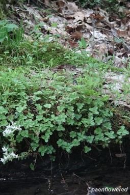 Plant form & habitat